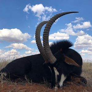 Sable Antelope Hunting South Africa