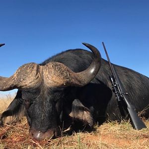 South Africa Hunt Cape Buffalo