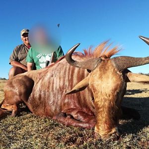 Golden Wildebeest Hunting South Africa