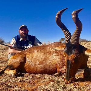 South Africa Hunt Red Hartebeest