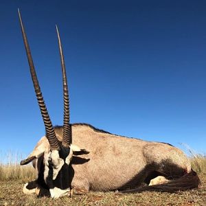 Gemsbok Hunting South Africa