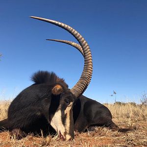 Sable Antelope Hunting South Africa