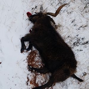 Catalina Goat Hunt Texas USA