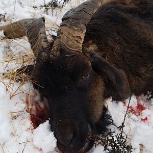 Hunting Catalina Goat in Texas USA