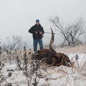 Hunt Catalina Goat in Texas USA