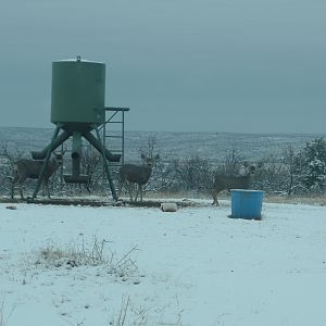 Mule Deer Texas USA