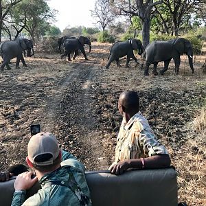 Elephants Zambia