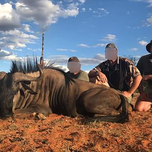 South Africa Hunting Blue Wildebeest