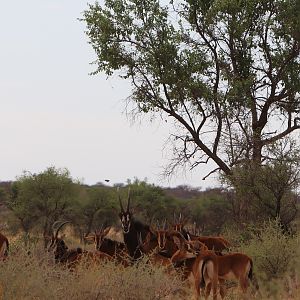 Group of Sable Antelope youngsters & Bull in Namibia