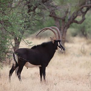 Sable Antelope Namibia