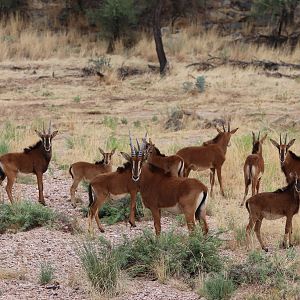 Sable Antelope Namibia