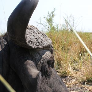 Cape Buffalo Hunting Namibia