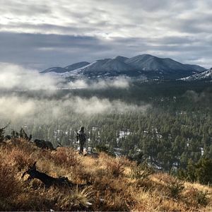 Arizona USA Hunt Cow Elk