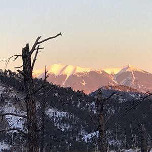 Hunt Cow Elk in Arizona USA