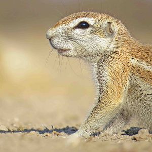 ground squirrel