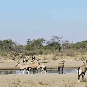 gemsbok