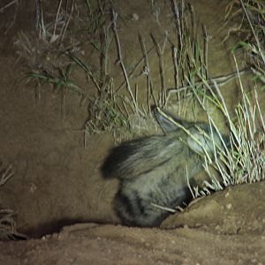 Aardwolf