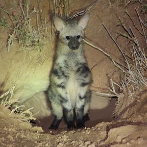 Aardwolf