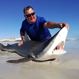 Drone-fishing for Bronze Whalers at Gansbaai, South Africa