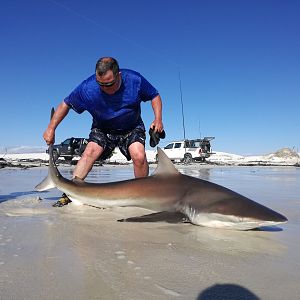 Drone-fishing for Bronze Whalers at Gansbaai, South Africa