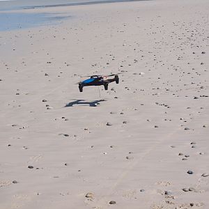 Drone-fishing for Bronze Whalers at Gansbaai, South Africa