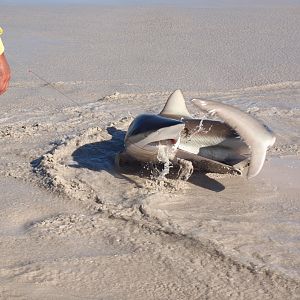 Drone-fishing for Bronze Whalers at Gansbaai, South Africa