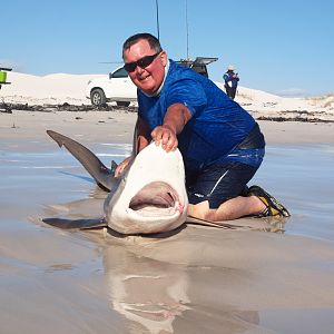 Drone-fishing for Bronze Whalers at Gansbaai, South Africa