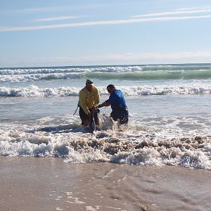 Drone-fishing for Bronze Whalers at Gansbaai, South Africa