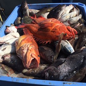 Fishing on Kodiak Island