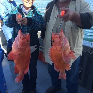 Golden eye caught off Kodiak Island