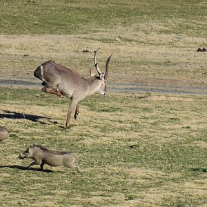 Hunting Waterbuck