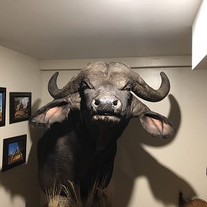 Cape Buffalo Shoulder Mount Pedestal