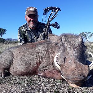 Bow Hunting Warthog in South Africa