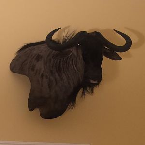 Blue Wildebeest Shoulder Mount Taxidermy