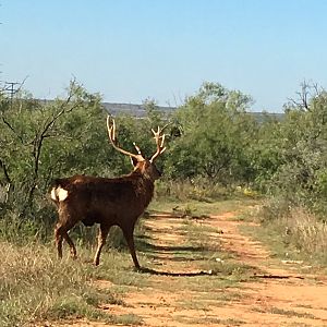 Dybowski Sika Stag in Texas USA