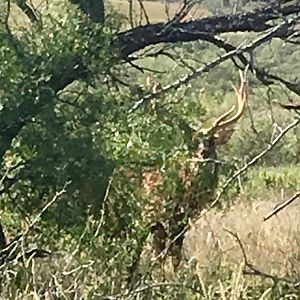 Dybowski Sika Stag in Texas USA