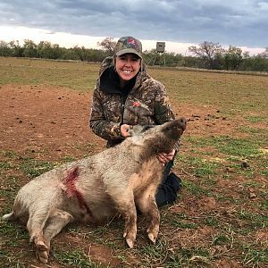 Hog Hunt Texas USA