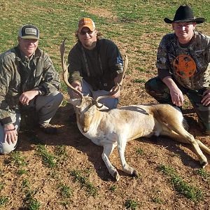 Hunt Fallow Deer in Texas USA