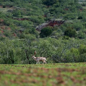 Fallow Deer Texas USA