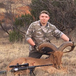 Hunt Aoudad  in Texas USA