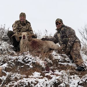 Texas Dall Sheep Hunting Texas USA