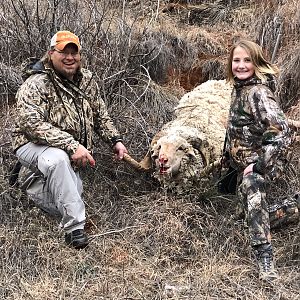 Texas USA Hunt Merino Sheep