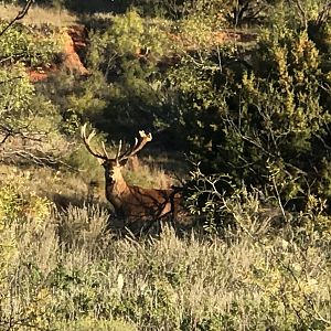 Dybowski Sika Stag in Texas USA