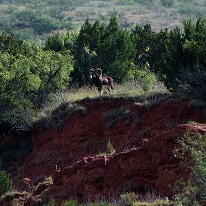 Corsican Sheep in Texas USA