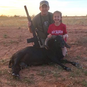 Corsican Sheep Hunt Texas USA