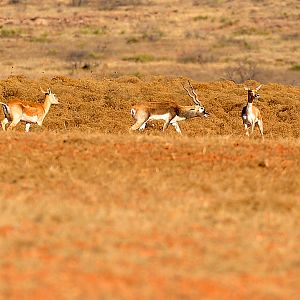 Blackbuck in Texas USA