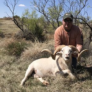 Hunting Texas Dall Sheep in Texas USA