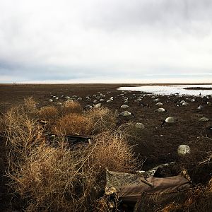 Bird Hunting Texas USA