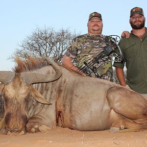 South Africa Bow Hunting Golden Wildebeest