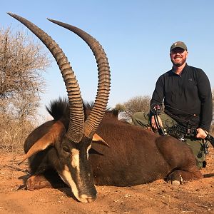 South Africa Bow Hunt Sable Antelope